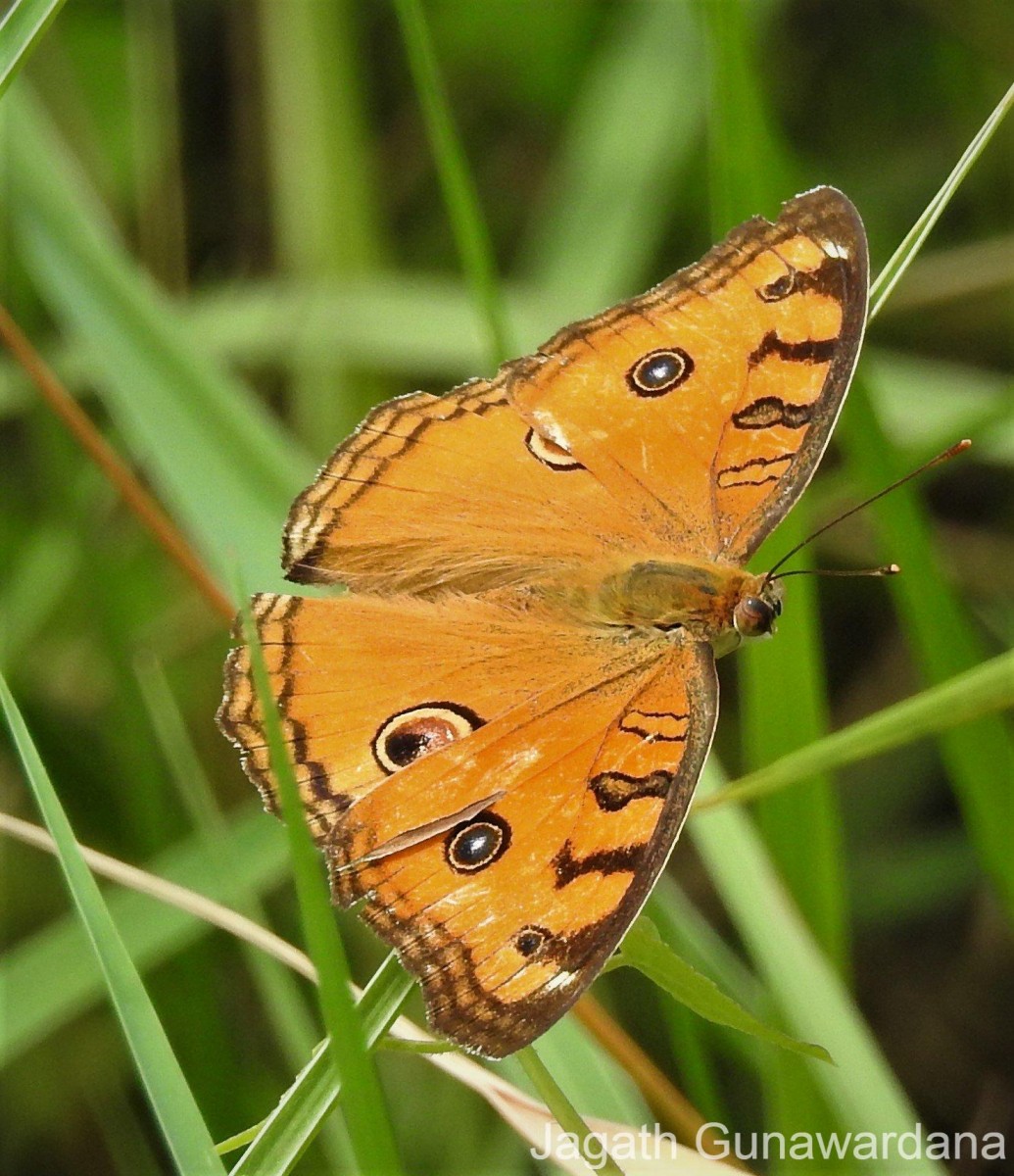 Junonia almana Linnaeus, 1758